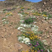 WildflowersOnTraverseToSummit