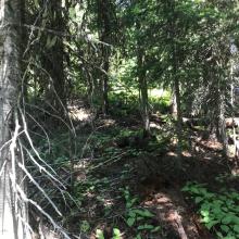 Too Many trees at activation site.