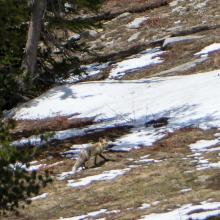 Fox walking near snow