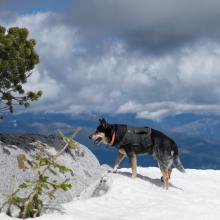 Cattle Dog hiking on snow with view of mountains in background