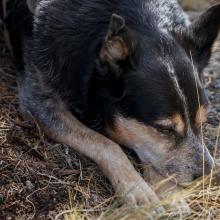 Roscoe the Dog sleeping in the shade