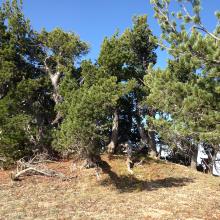 Dutton Ridge summit tree island