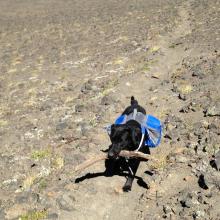 SOTAdog looking for water