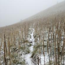 Lots of bear grass heading back down Coffin Mt.