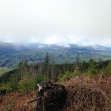 A brief clearing on the way up