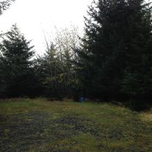 A very plain and forested summit - no views