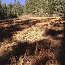 Walk through these meadows, not the woods