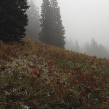 meadows while heading up to the ridge top