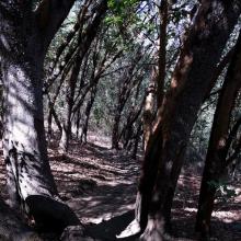 A sample of the Upper Table Rock trail