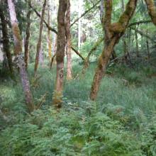 Lush glade opening in old growth forest along trail.