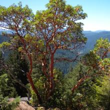 Shrubs around the summit