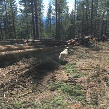 Logging operation along muddy road