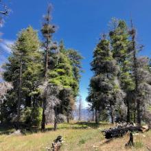 Pt 5635 summit area.