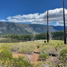 Pic of trail condition, May 2020