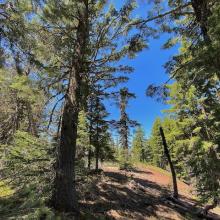 Williamson Mtn. summit