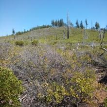 Manzanita and the climb