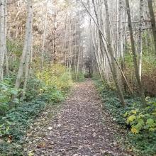 Trail near activation area