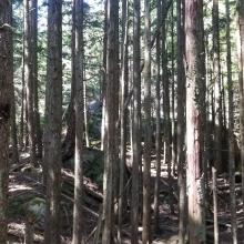 Nearing summit in middle of the trees