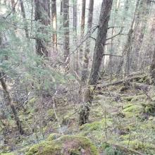 Near summit looking down at bushwhack path (little blurry)