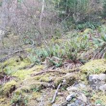 End of road and start of bushwhack