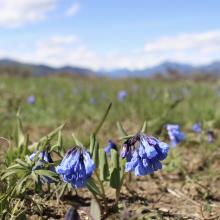 Some of many flowers in bloom...