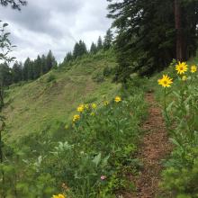 Typical early section of the Bad Luck Trail