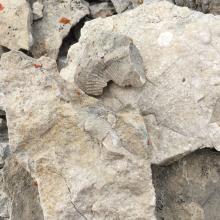 Crown Mtn Fossils.  There are many types