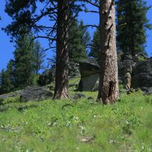 Old Forest Ponderosa Pine typical along trail