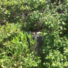 Anchor for Nick Wynn Lookout