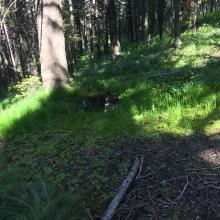 Spring & elk wallow along trail
